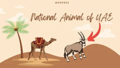 National Animal of UAE